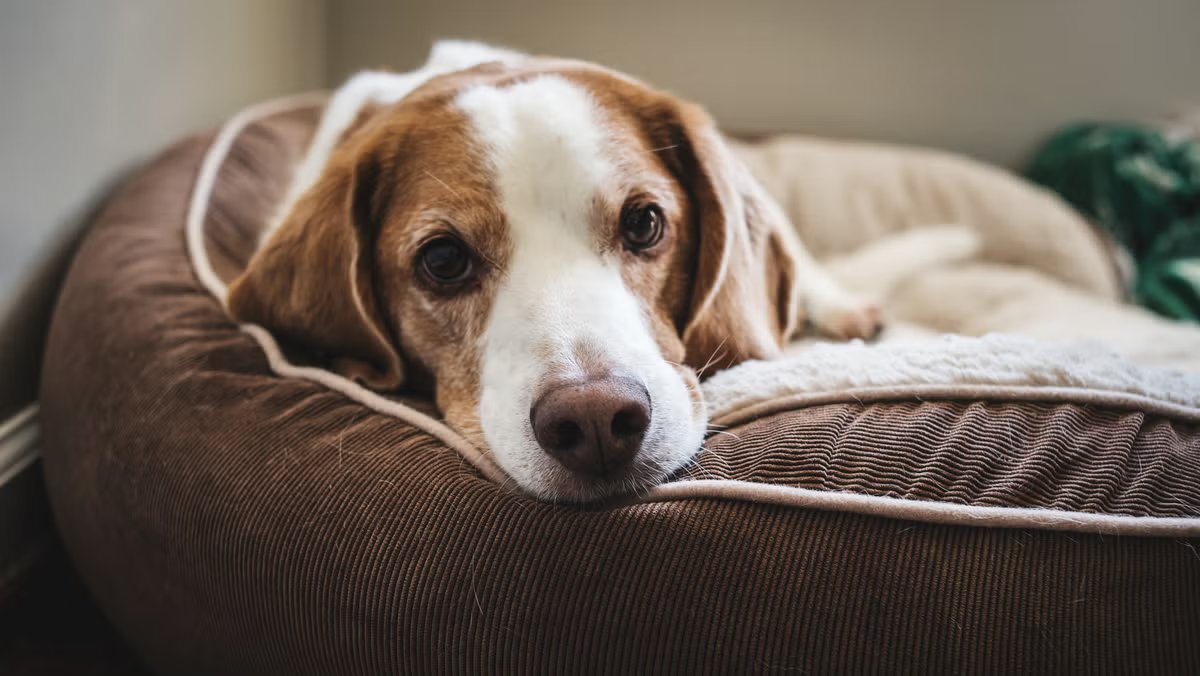 Comfort and Style for Your Pets